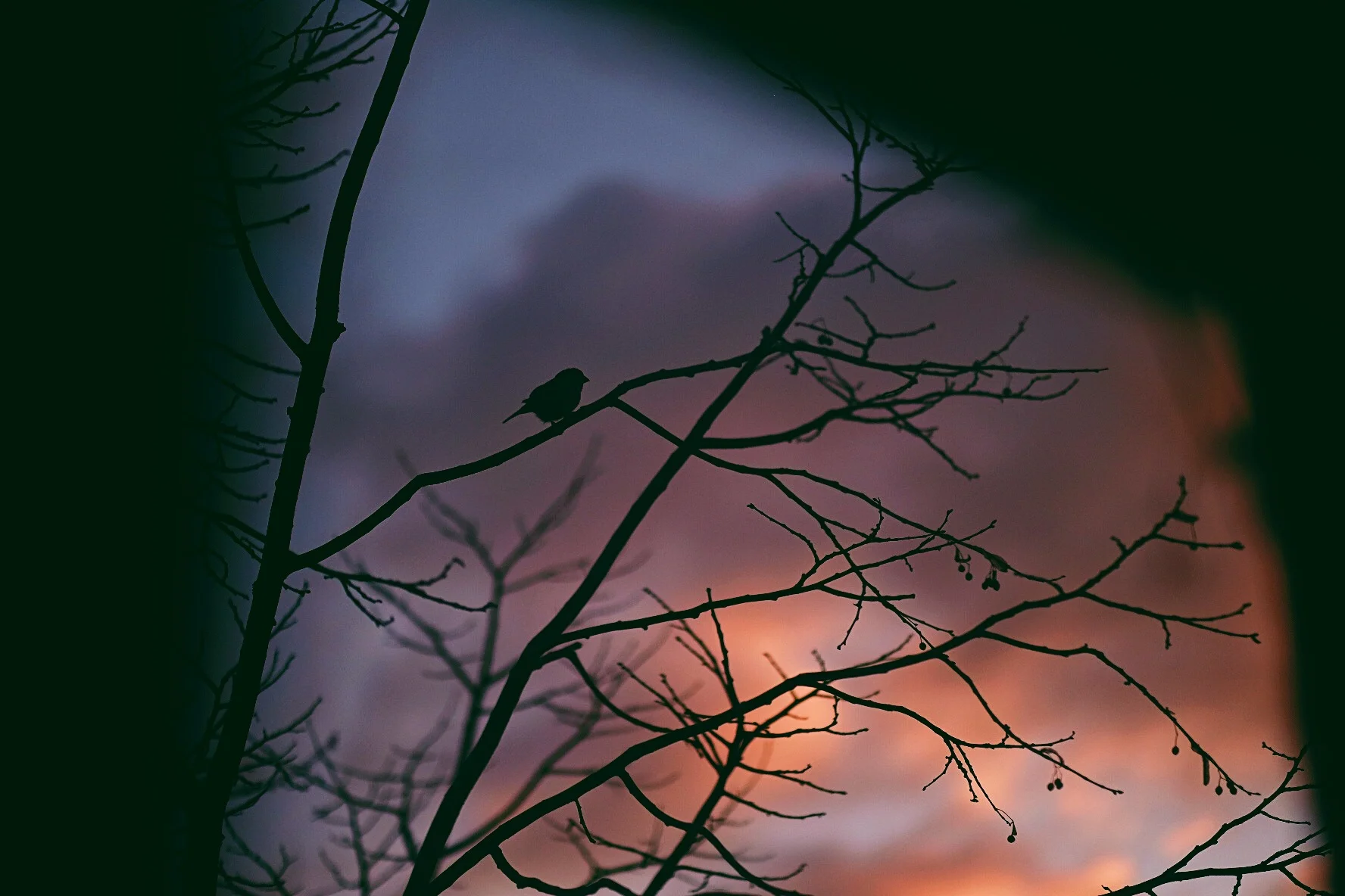 Two Sparrows - A Meditation