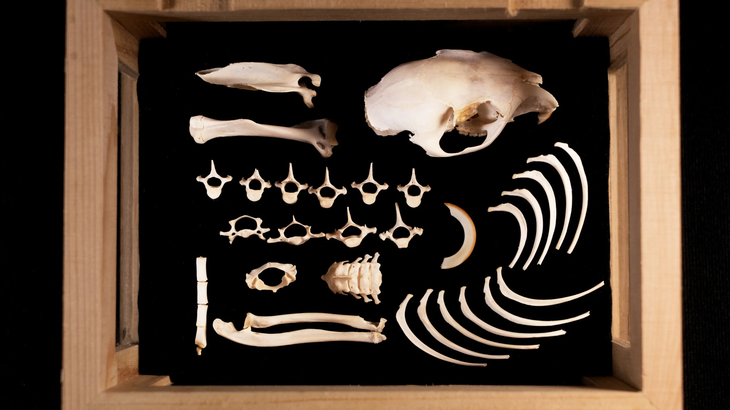 Rat Bones.jpg