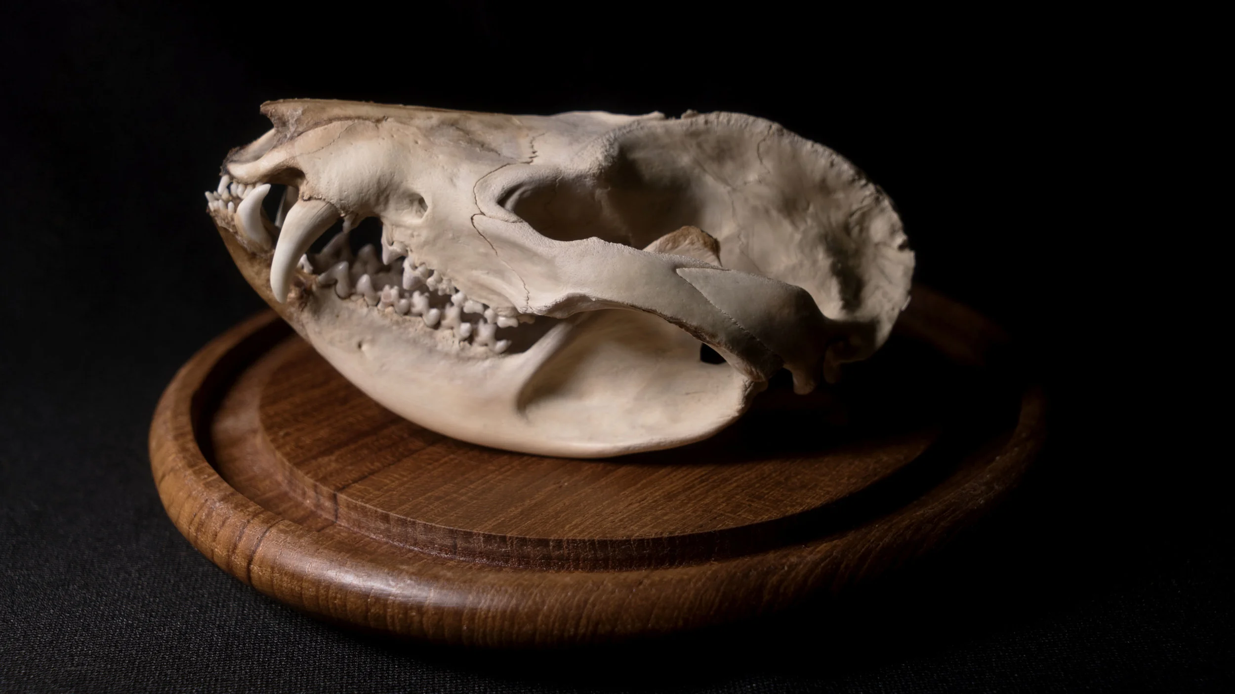OpossumSkull.jpg