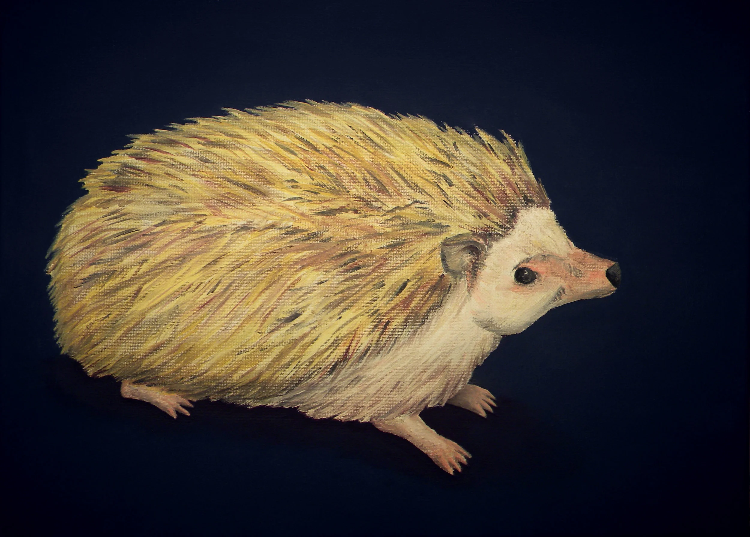 Hedgehog.jpg