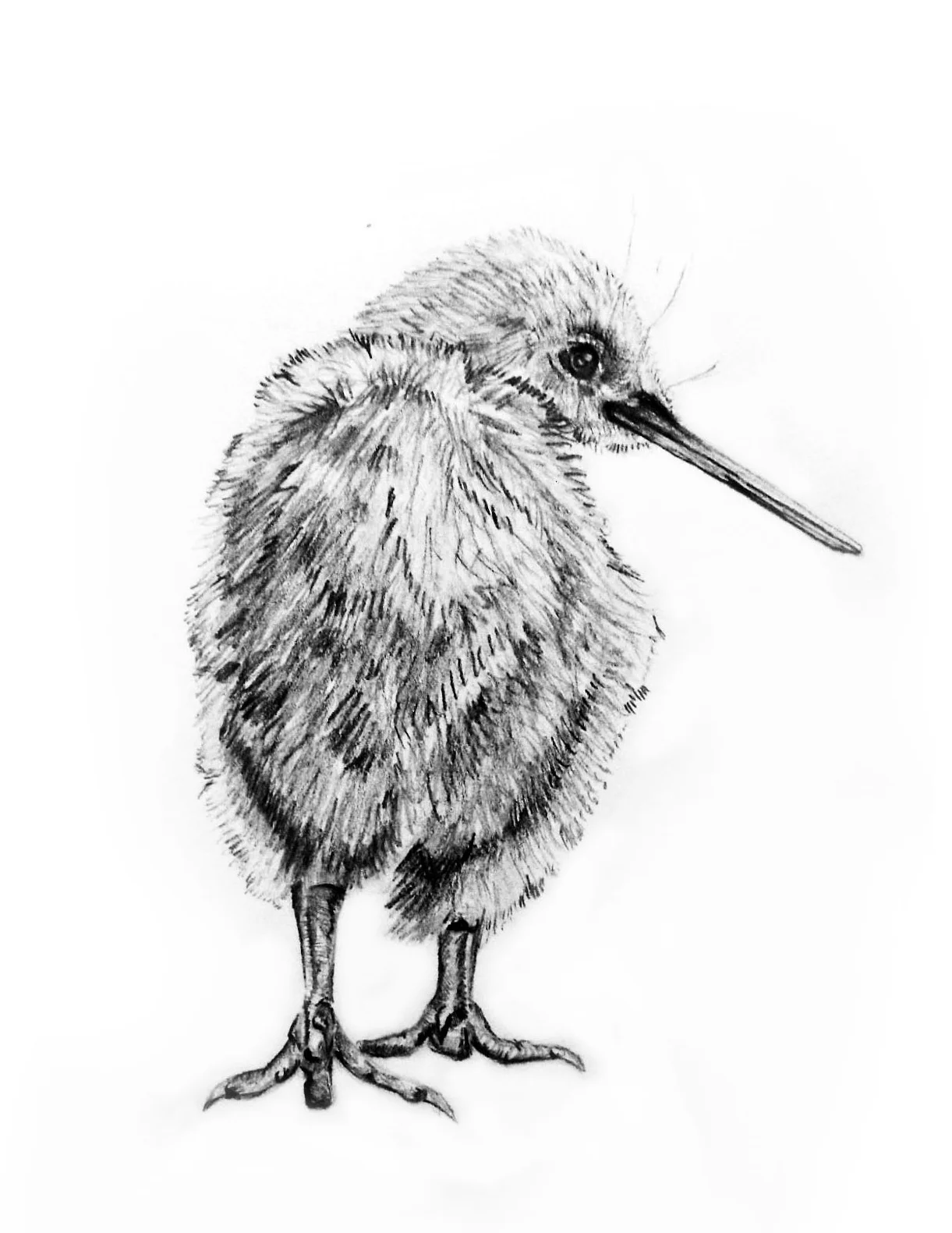 Kiwi+Bird%2C+pencil+%288.5_x11_%29.jpg