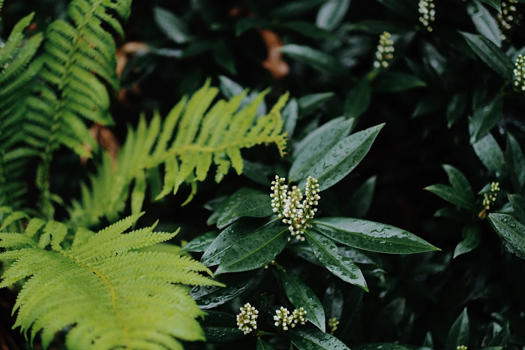  Green Green Green - A Meditation