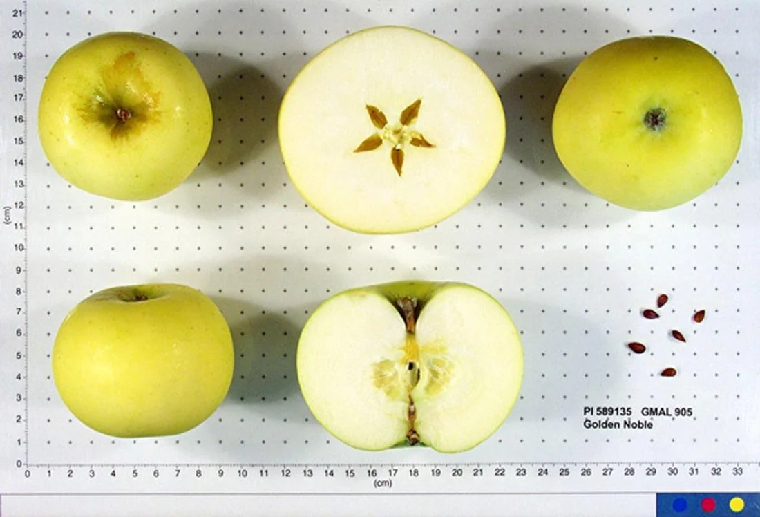 Golden Noble Apple Scionwood