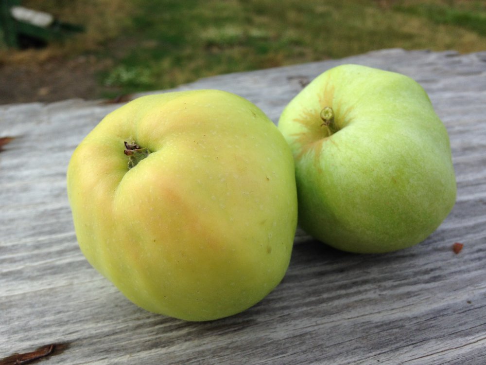 Sale top work pack  Scion Cider Apples pears Grafting 20x bits minimum