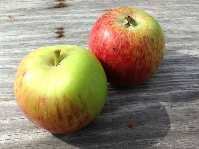 duchess of oldenberg.JPG