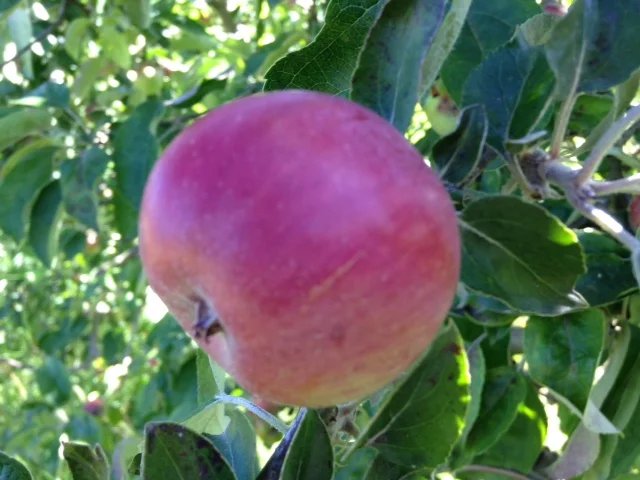 apple red gravenstein.JPG