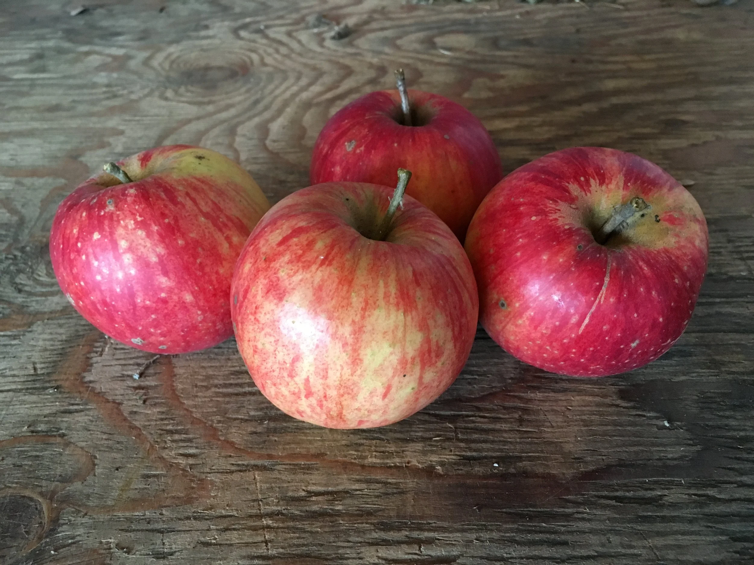 Erwin Bauer Apple Scionwood