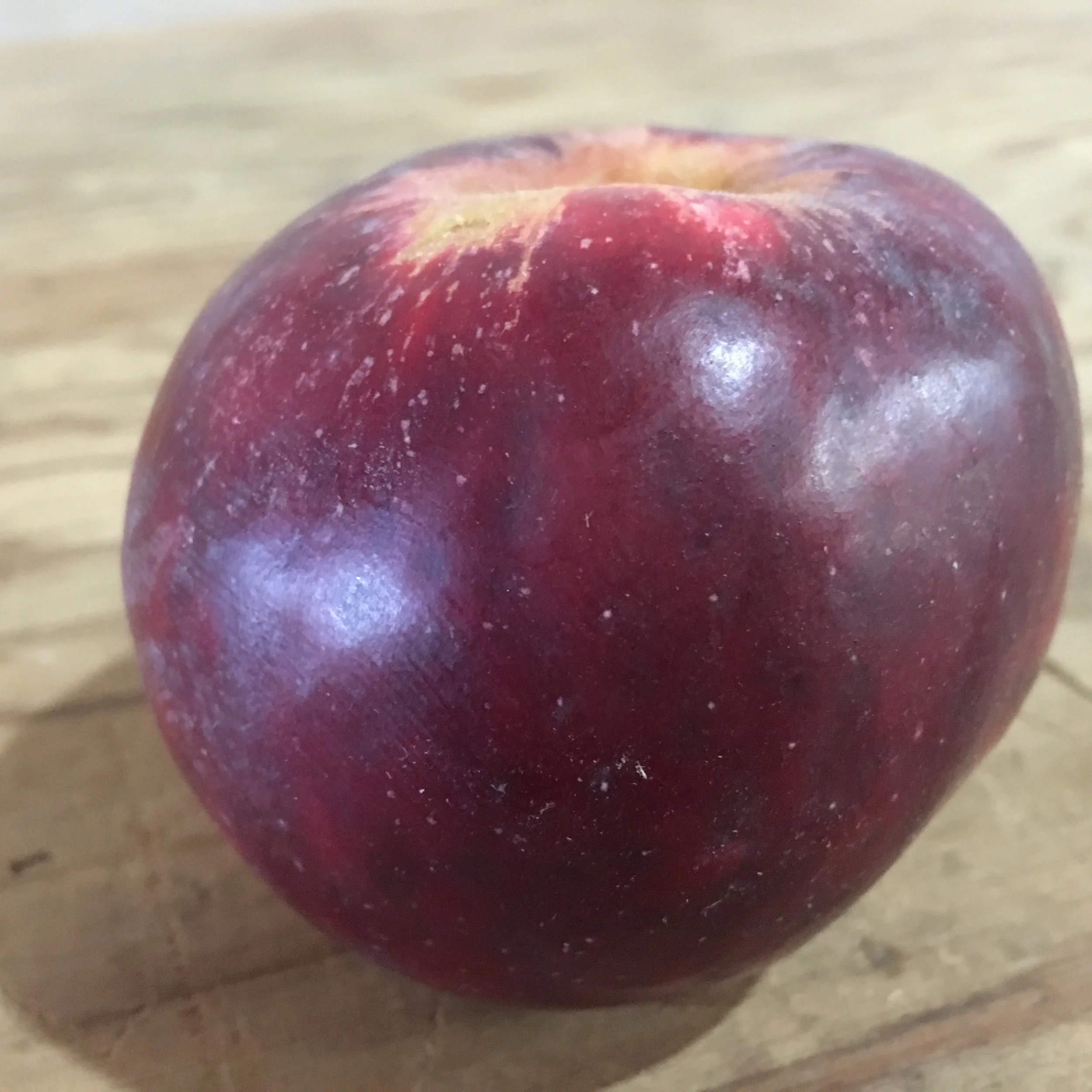 Devonshire Crimson Queen