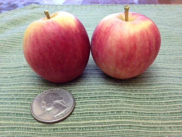 Whitney Crab Apple