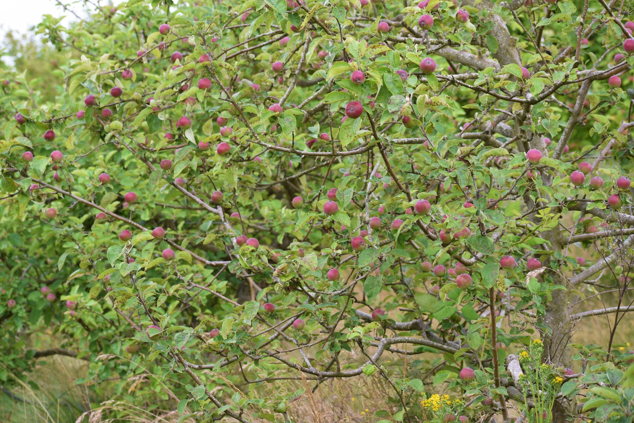 McIntosh tree.jpg
