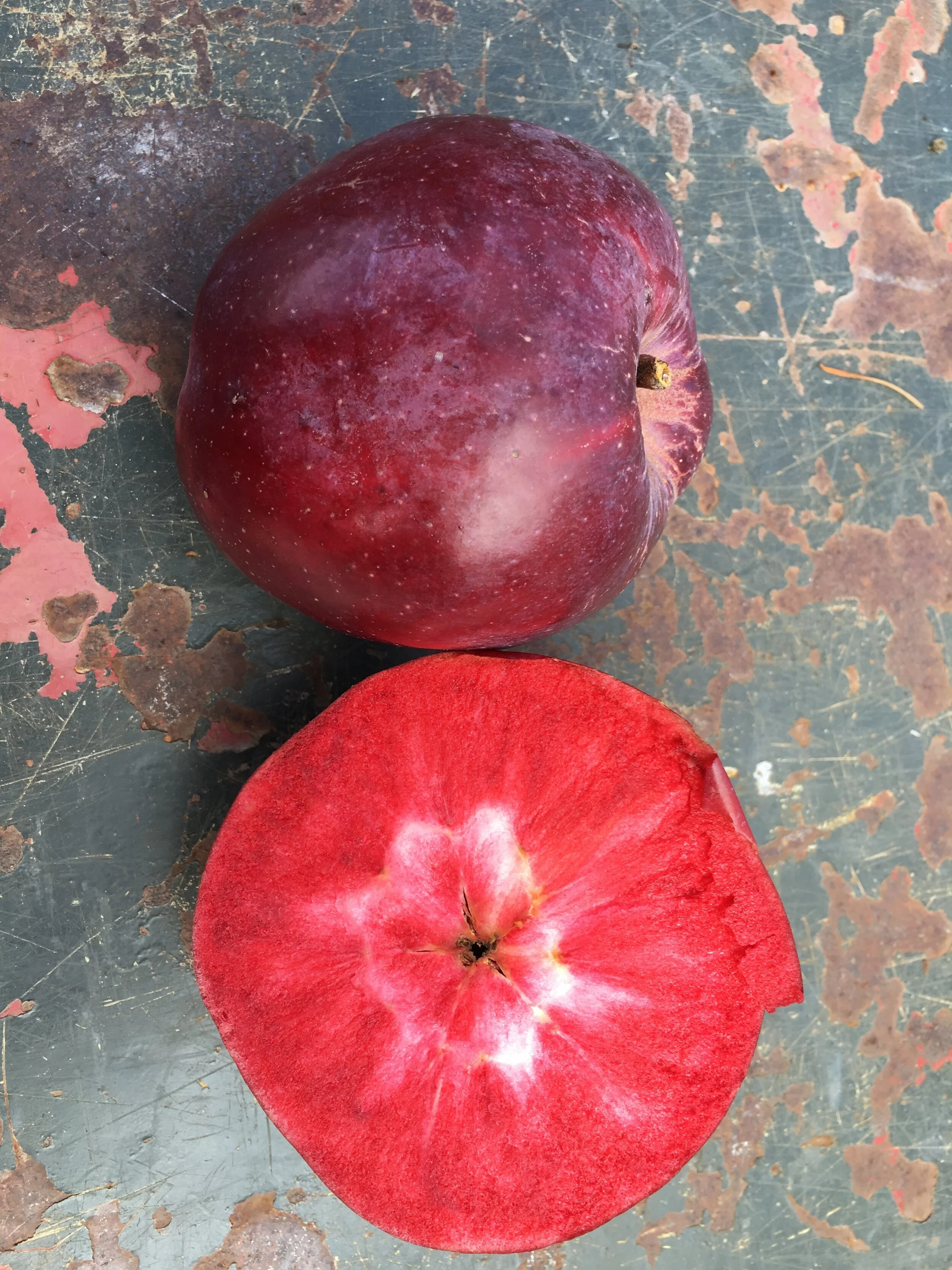 Choosing Apple Varieties — Queener Farm
