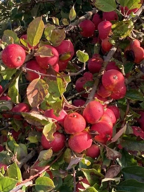 Porter's Perfection Apple Scionwood — Queener Farm