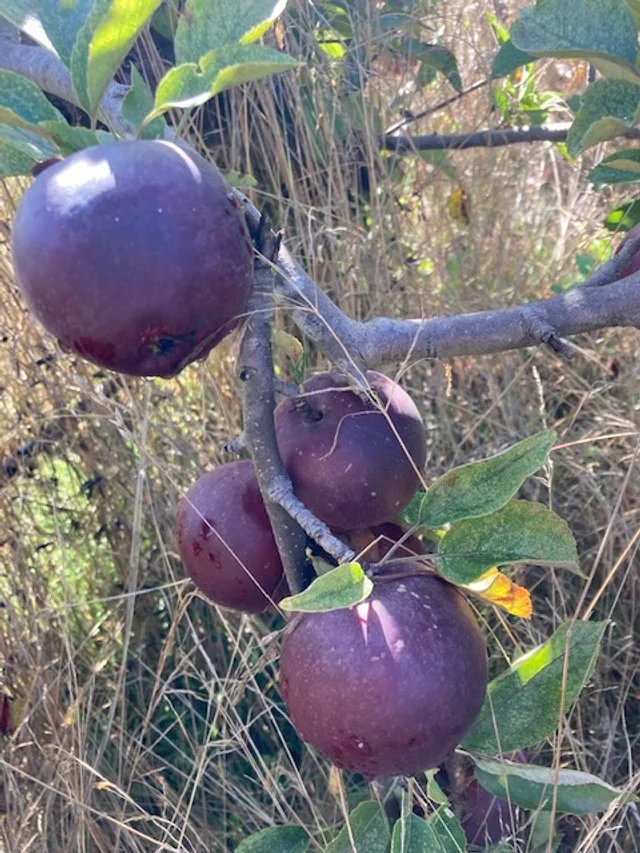 Arkansas Black on the tree.jpg
