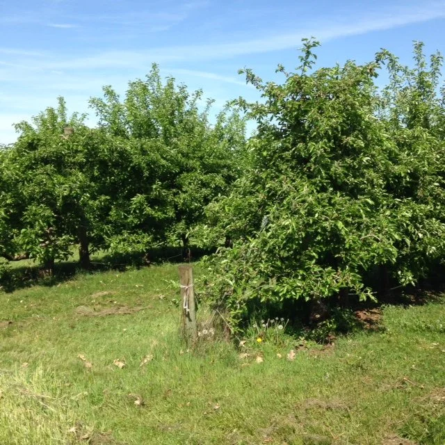 Orchard row April 2.JPG