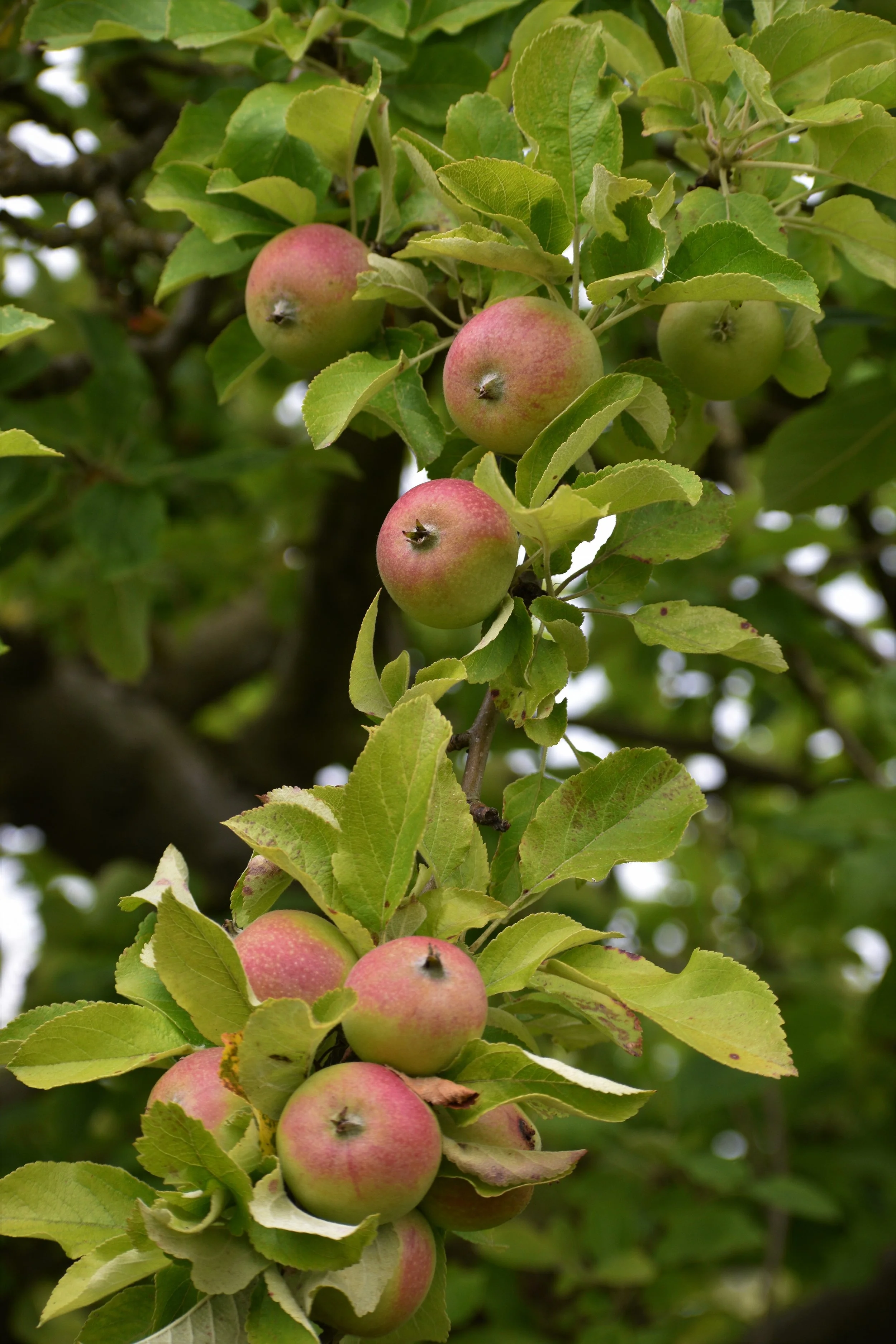 Alkemene clusters in tree.jpg