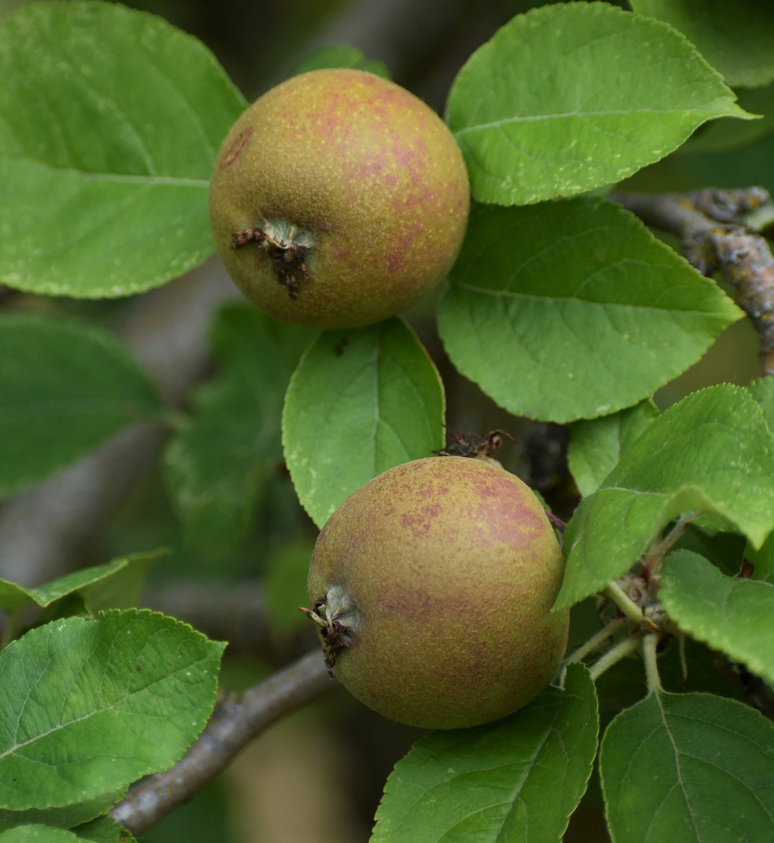 Zabergau in tree.jpg