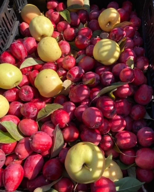 Winter Red Flesh Apple Scionwood