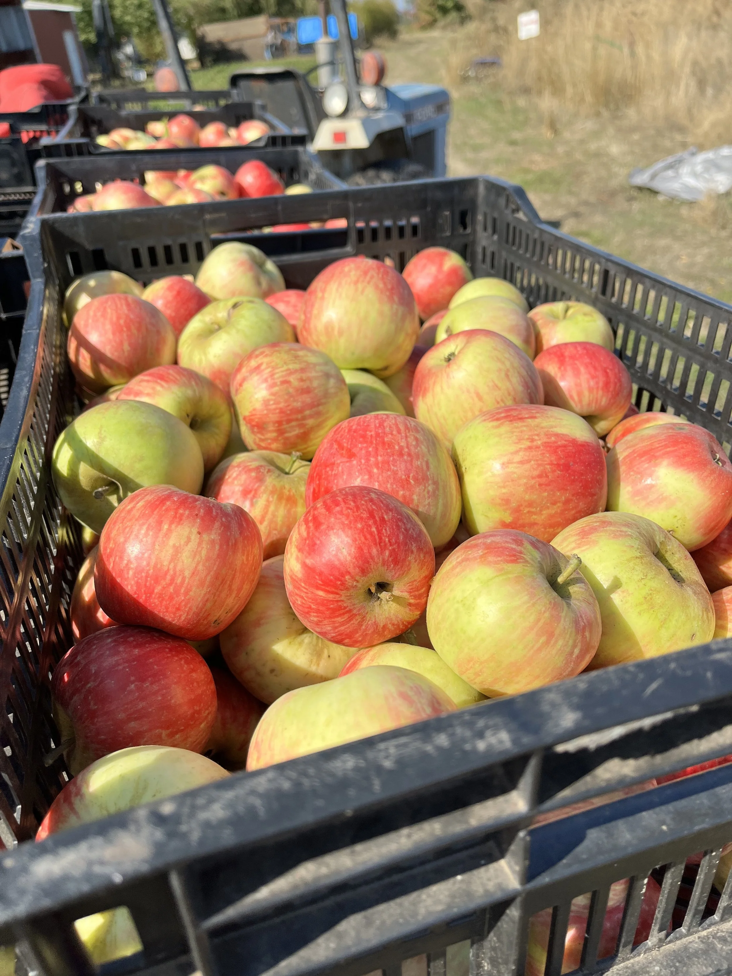honeycrisp.jpg