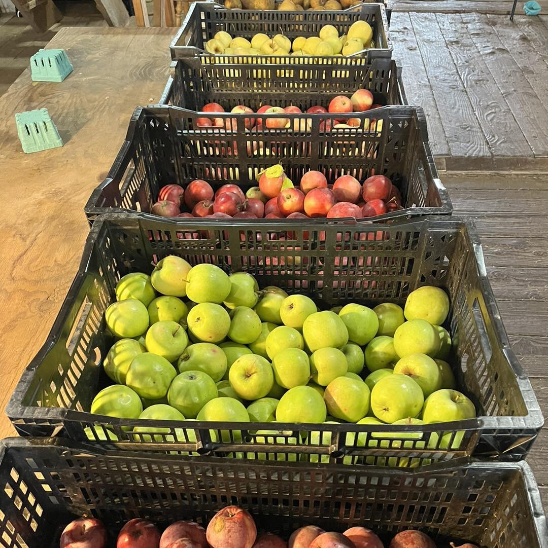 Open Friday and Saturday from 10-5! We&rsquo;ve got some awesome baking apples in stock today including Belle de Boskoop, Bramley&rsquo;s Seedling, and Granny Smith. Upick is available on Belles and Bramley&rsquo;s. 

And what&rsquo;s that? It looks 