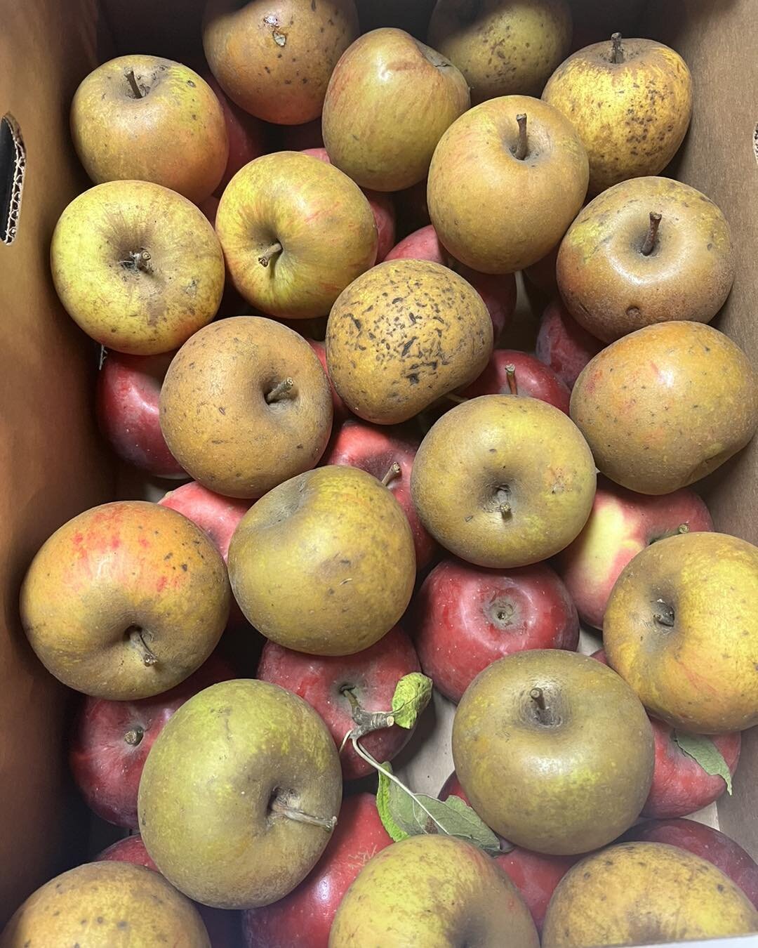 Different shapes, sizes, and colors. Diversity makes the best apple sauce. Assembling a &ldquo;farmer&rsquo;s choice&rdquo; order for saucing. Message or call ahead for your own 20lb box! $35 a crate. We are open today until 5. 

40385 Queener Dr. Sc