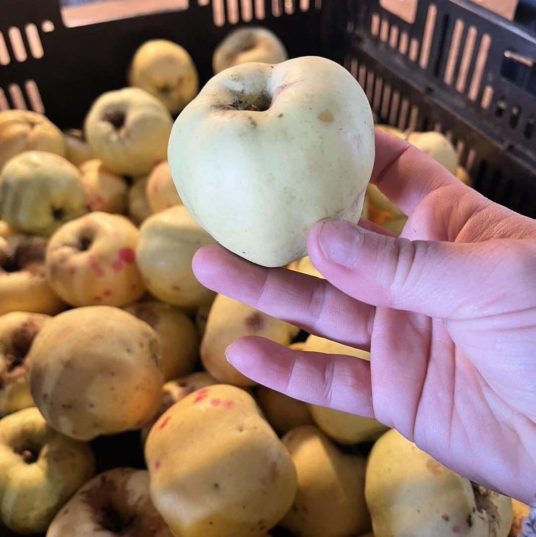 Open today and Saturday 10-5! 40385 Queener Dr Scio. 

We have a few fun varieties of apples available in the stand, including Calville Blanc d&rsquo;Hiver - a uniquely-shaped historic variety from 1500s Europe. It&rsquo;s a great baking apple, store