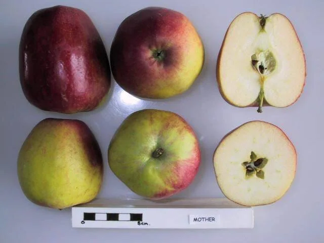 Mother Apple Scionwood