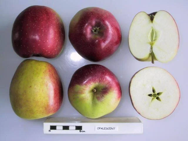 Opalescent Apple Scionwood