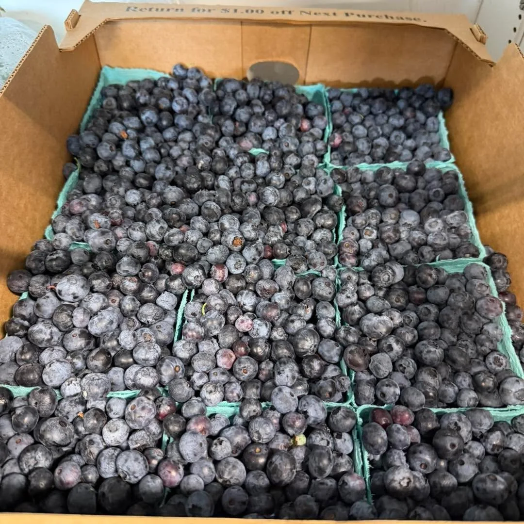 It&rsquo;s hot out there! Come inside where it&rsquo;s cool - we are running our AC. Too hot to u-pick your own berries? We&rsquo;ve got lots of blueberries pre-picked for your convenience. Just $18 a half crate or $35 a full crate. Stay hydrated wit