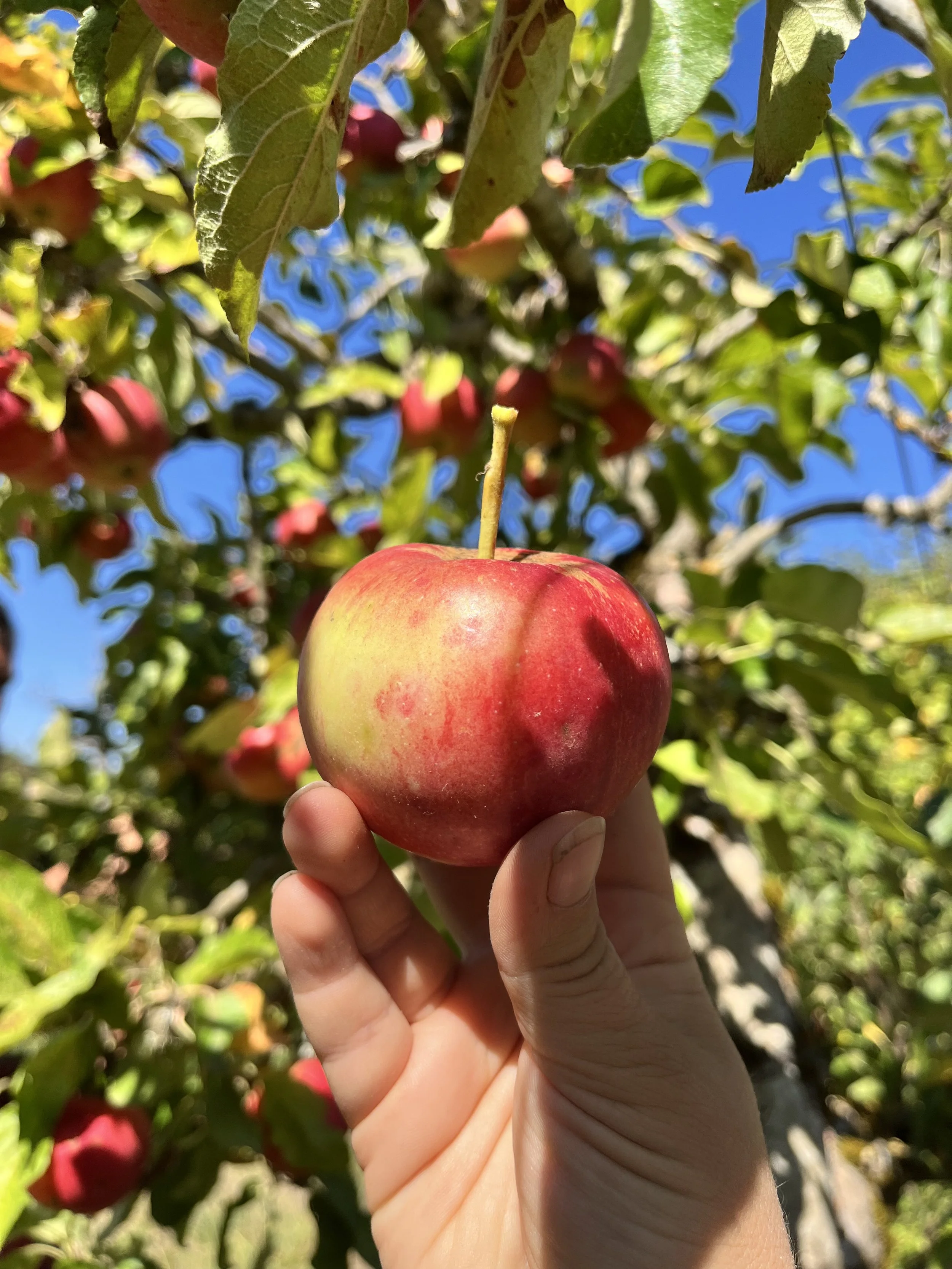 Fiesta Apple Scionwood