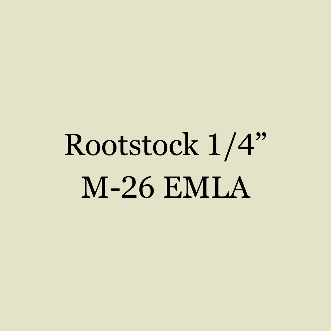 Rootstock M-26 EMLA 1/4”