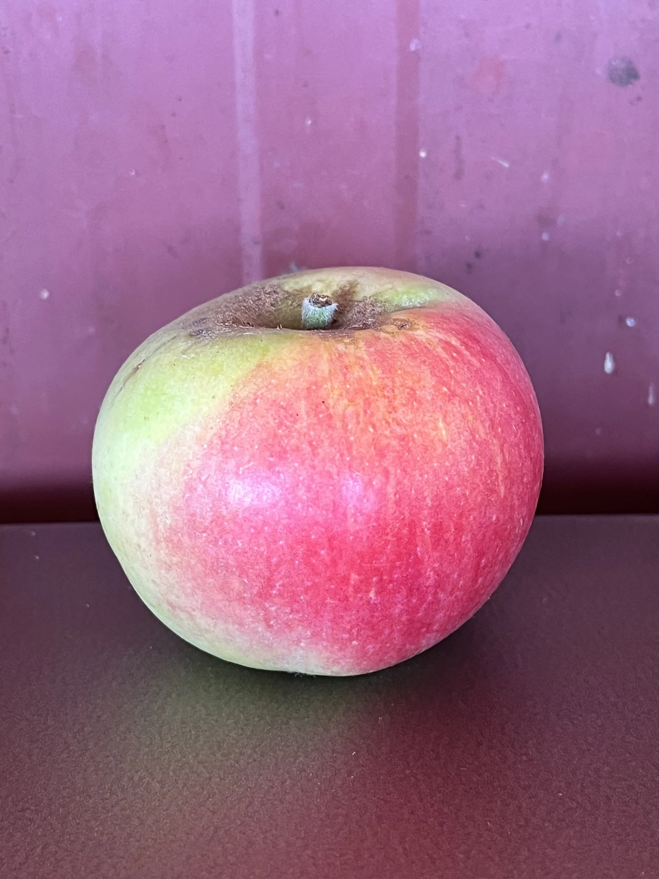 Queener Donut - Apple Scion Wood