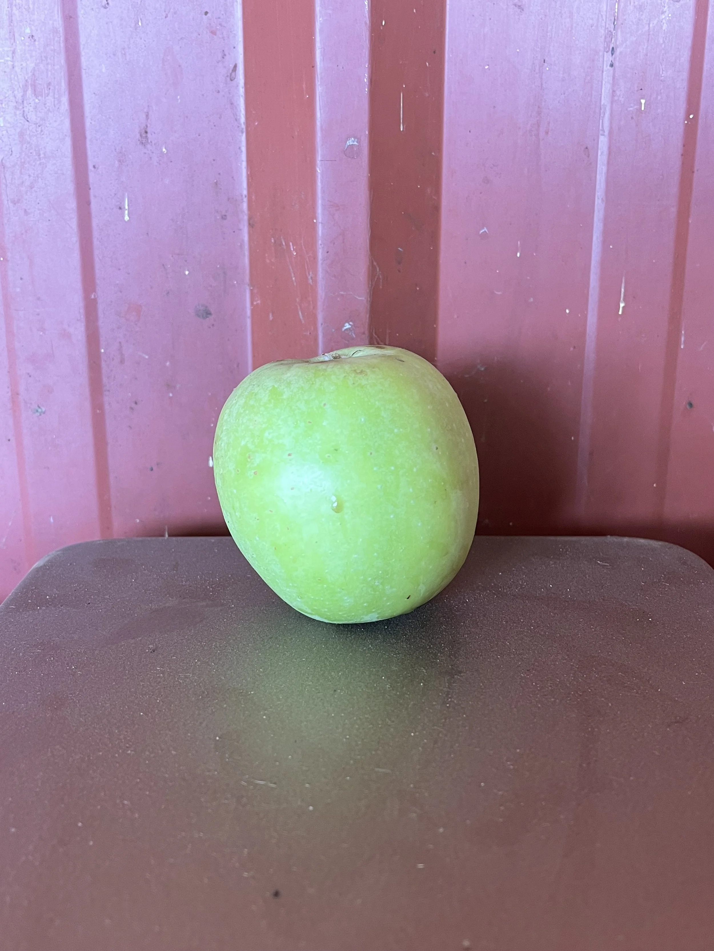 Lyman's Large Summer Apple Scionwood