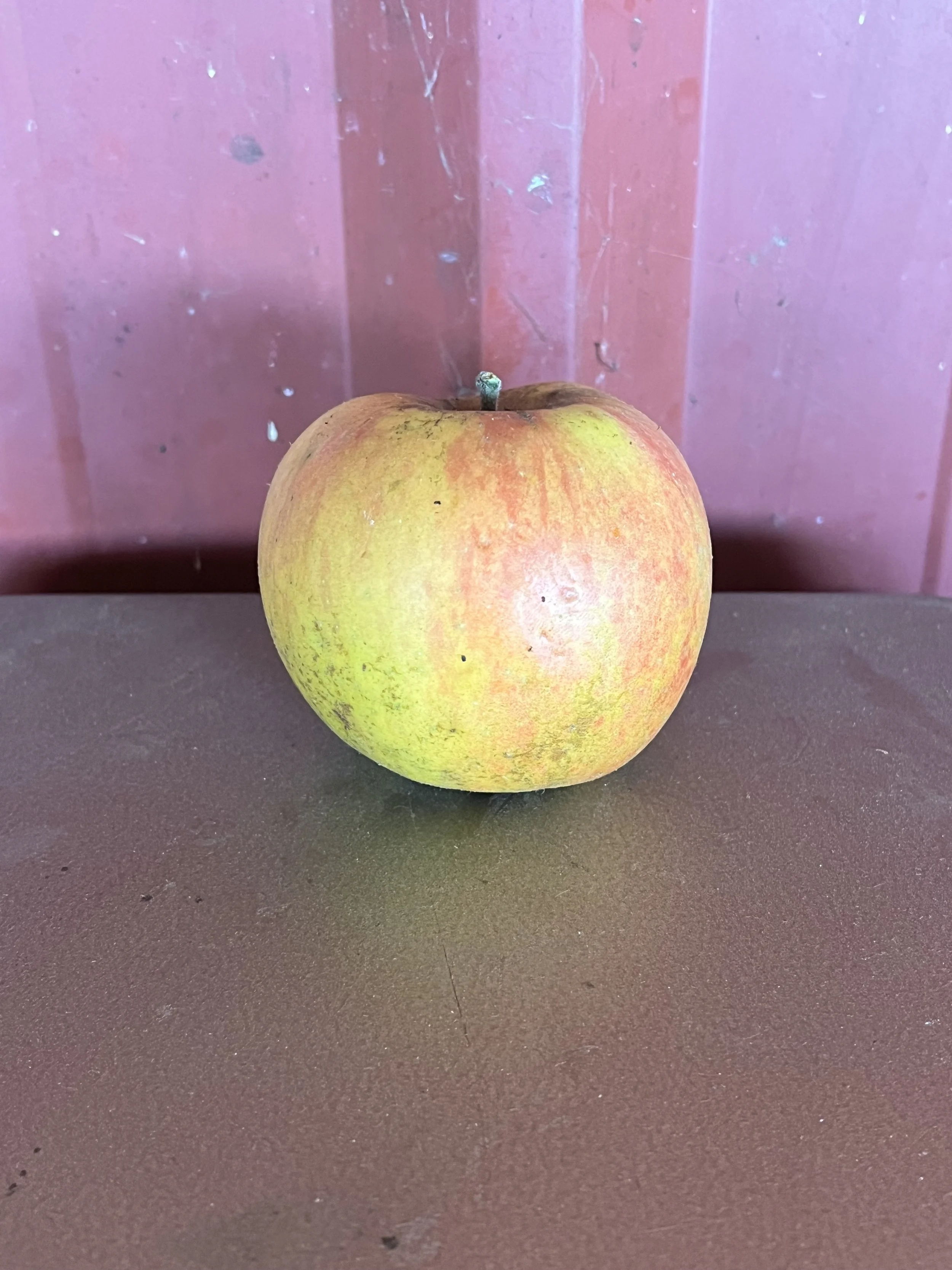 Ribston Pippin Apple Scionwood