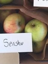 Senshu Apple Scionwood