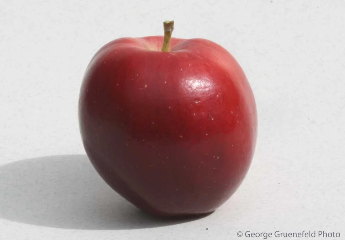 Kerr Crab Apple Scionwood
