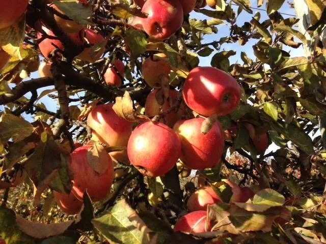 Braeburn Apple Scionwood