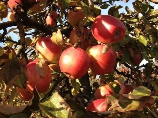 Braeburn.jpg