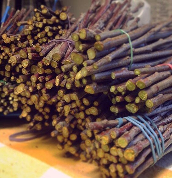 Foxwhelp (Fauxwhelp) Apple Scionwood