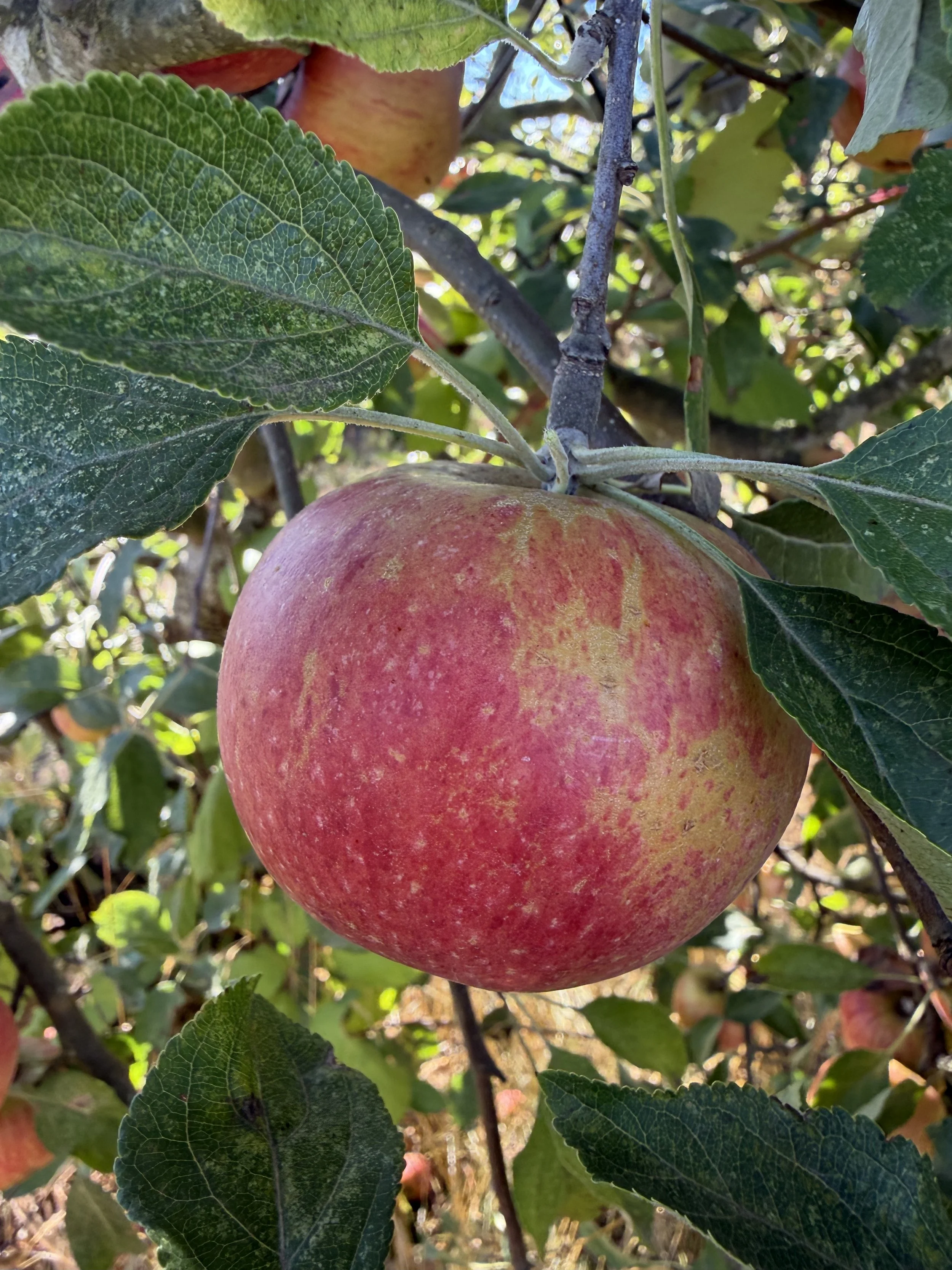 Discovery Apple Scionwood