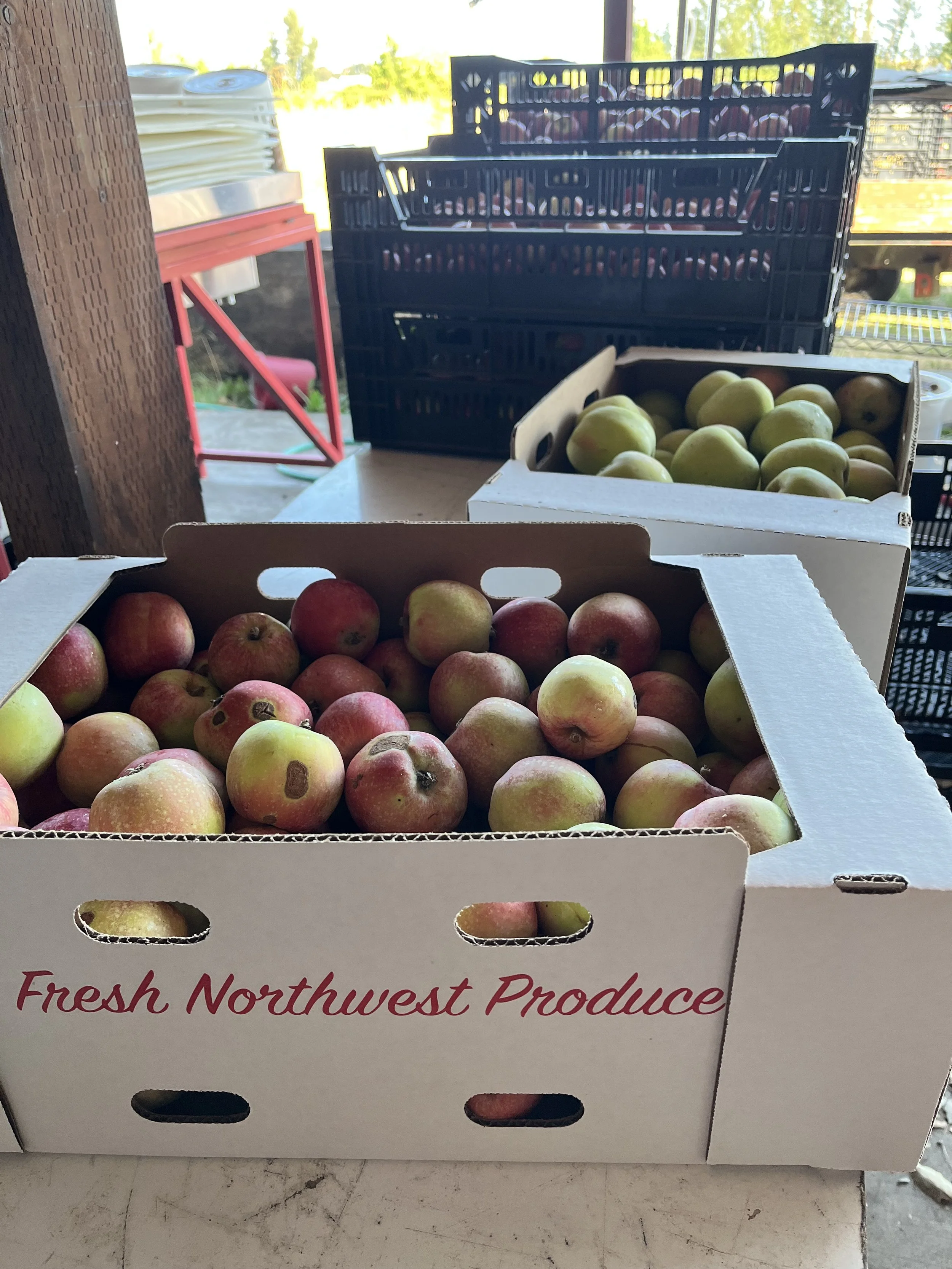 apples in boxes.jpeg