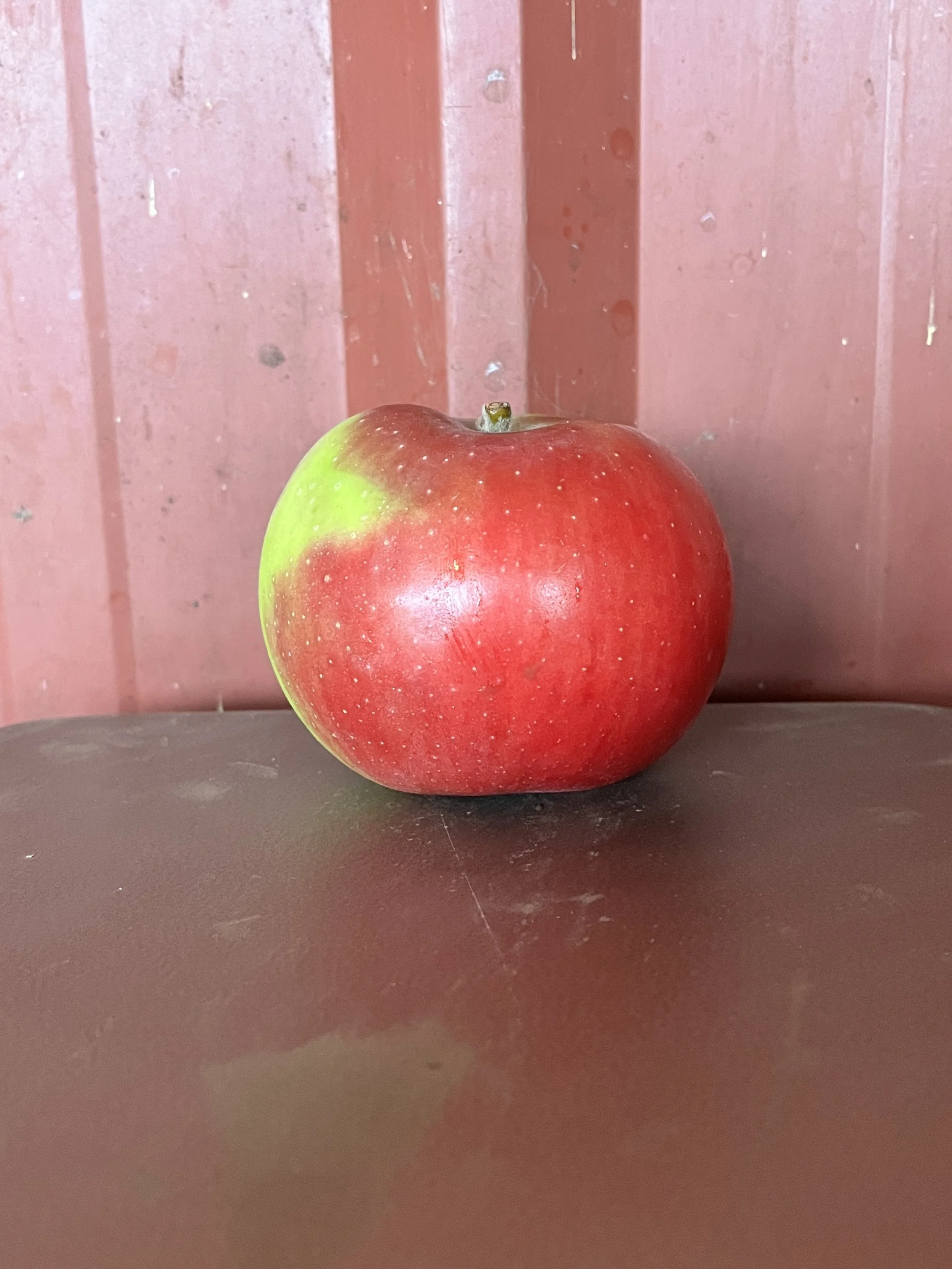 Summer Rambo Apple Scionwood