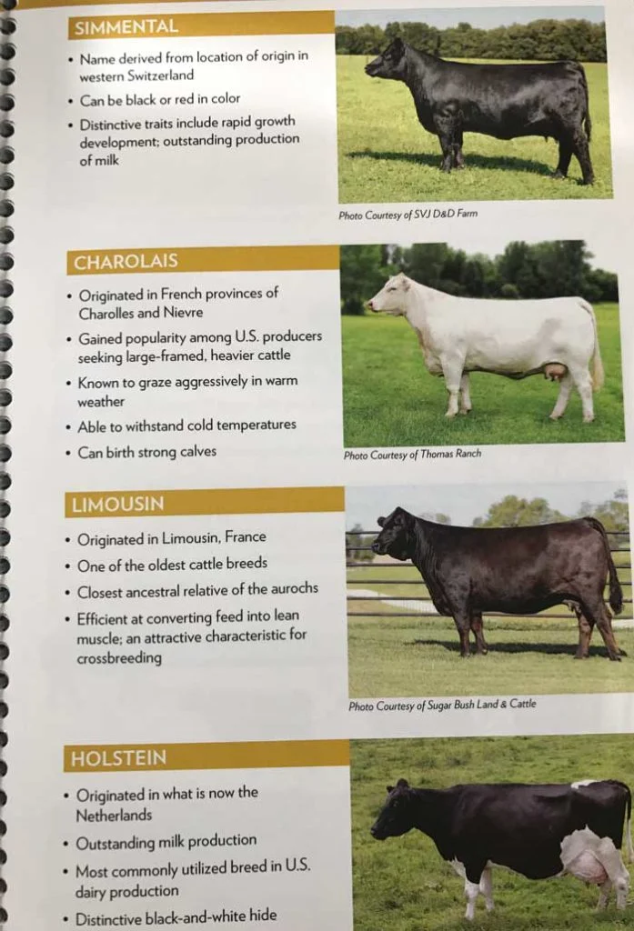Simmental-697x1024.jpg