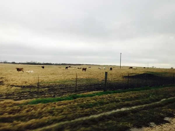 Cattle on pasture