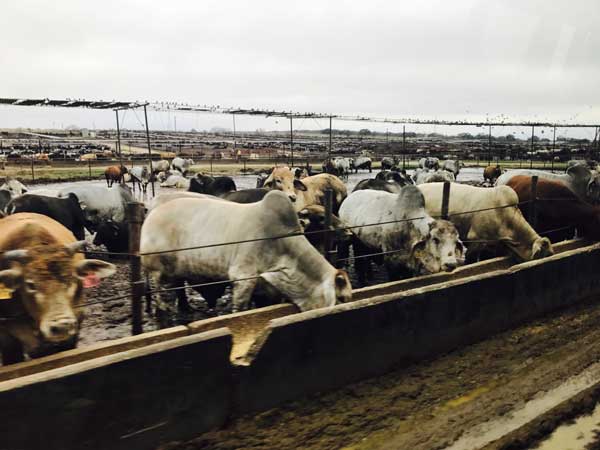Cattle getting their feed