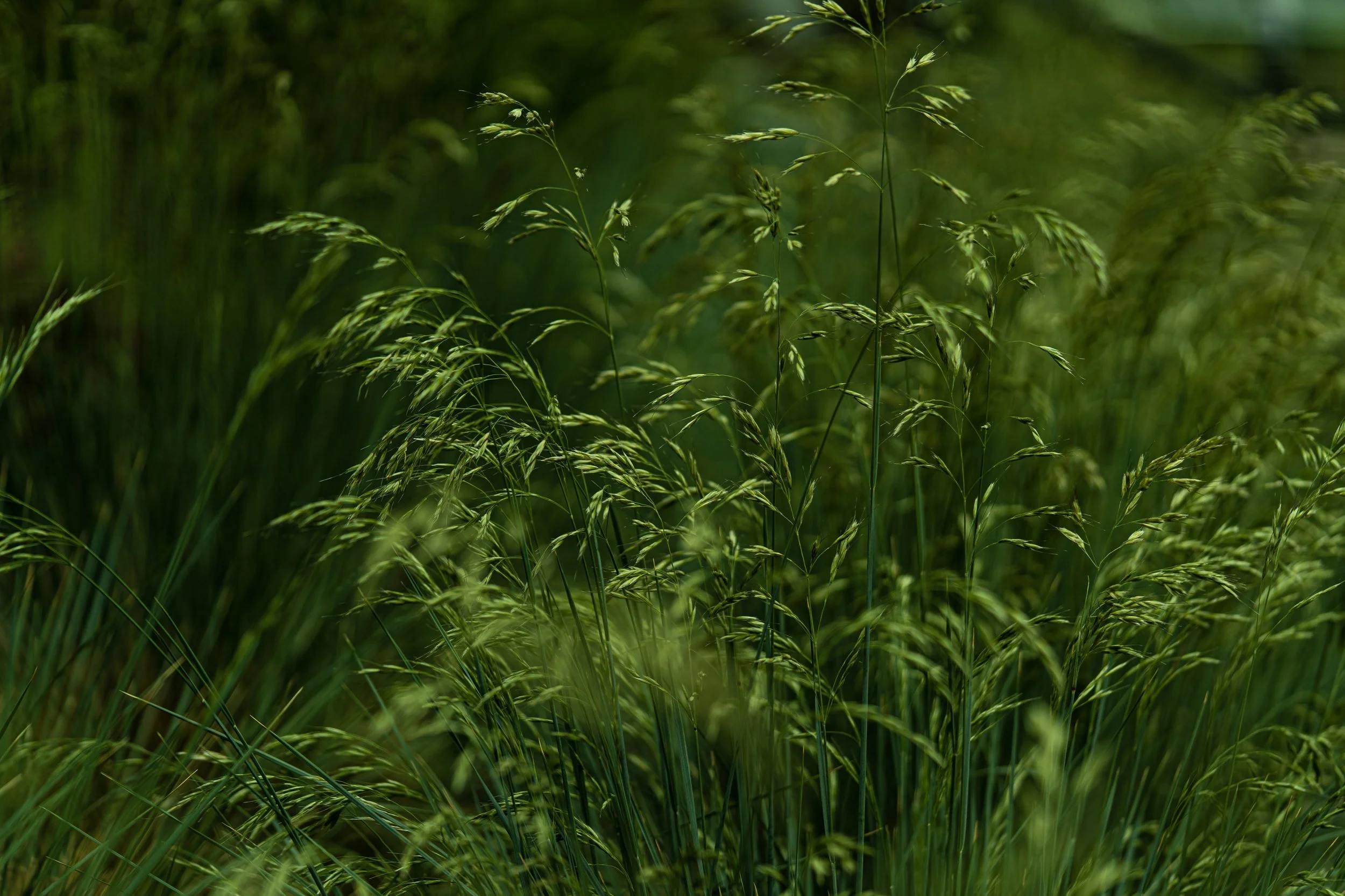 LBH07320.JPG