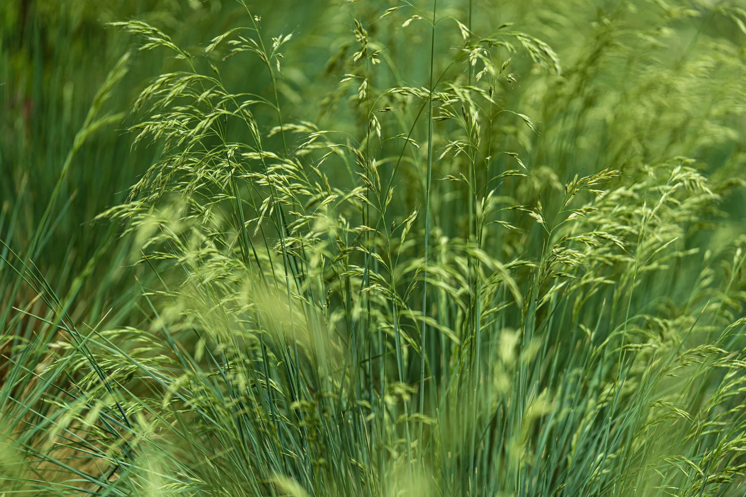 LBH07330.JPG