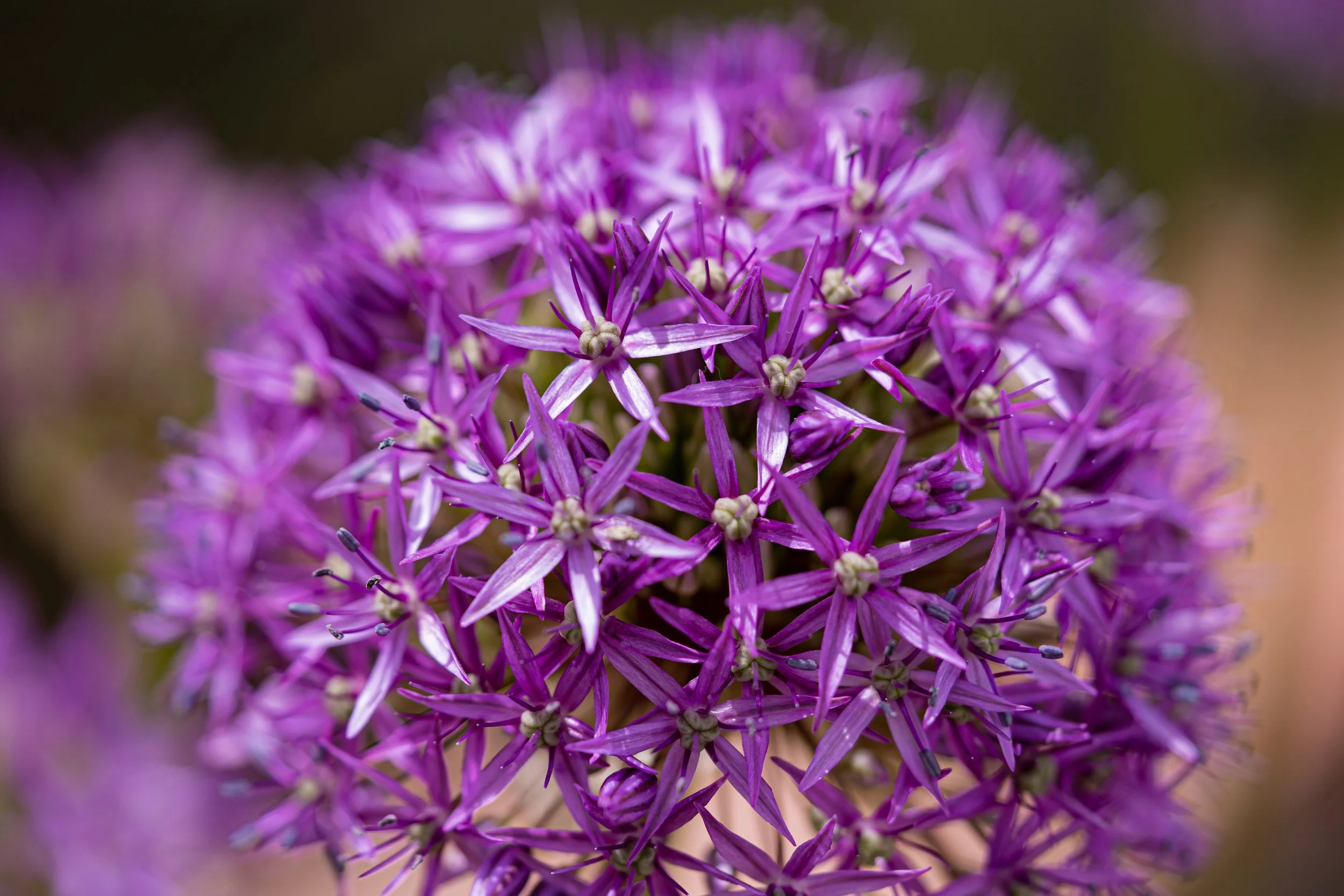 LBH07378 1.JPG