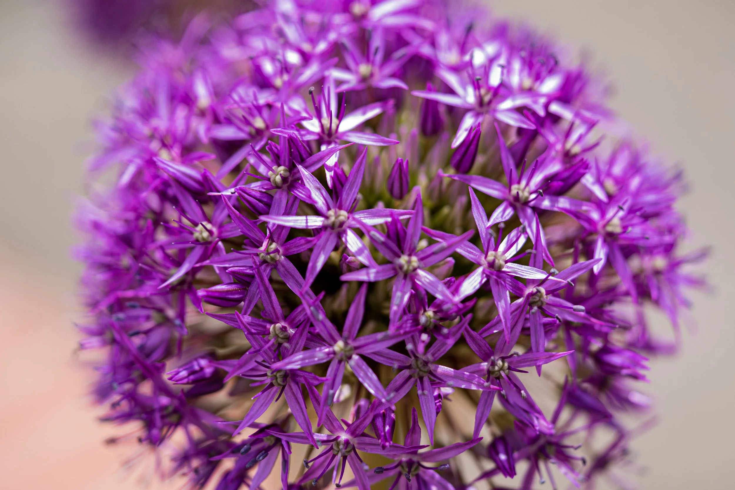 LBH07372 1.JPG