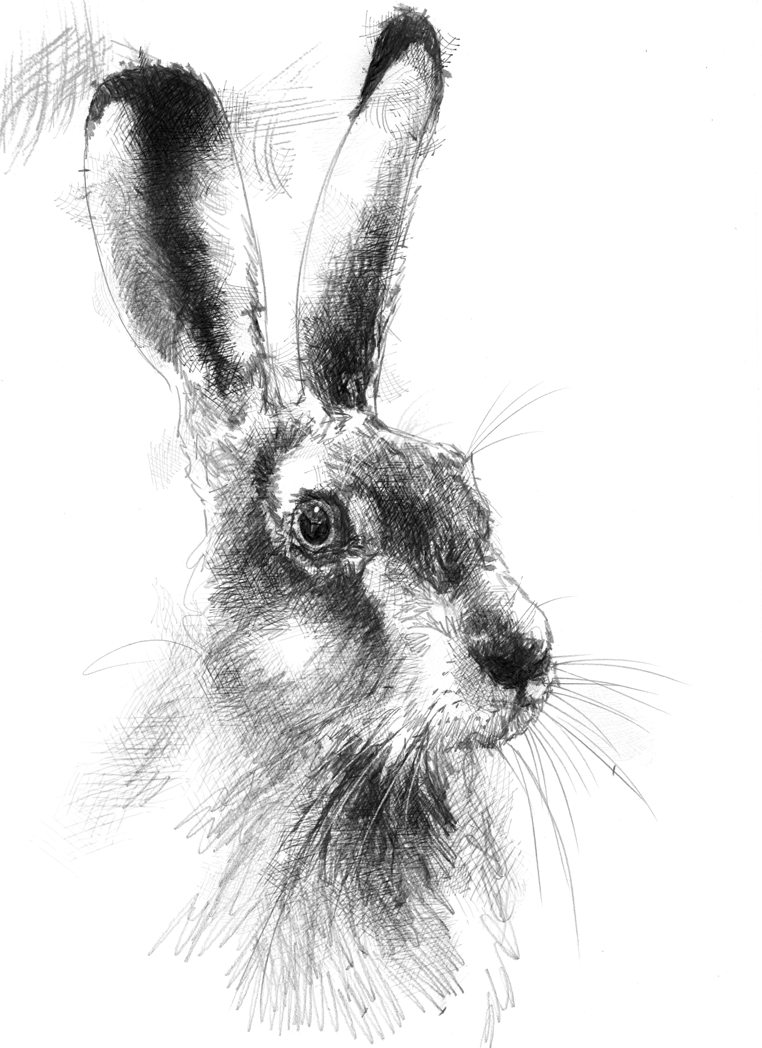 Зайка ручкой. Кролик рисунок. Кролик набросок. Кролик рисунок карандашом. Заяц зарисовка.