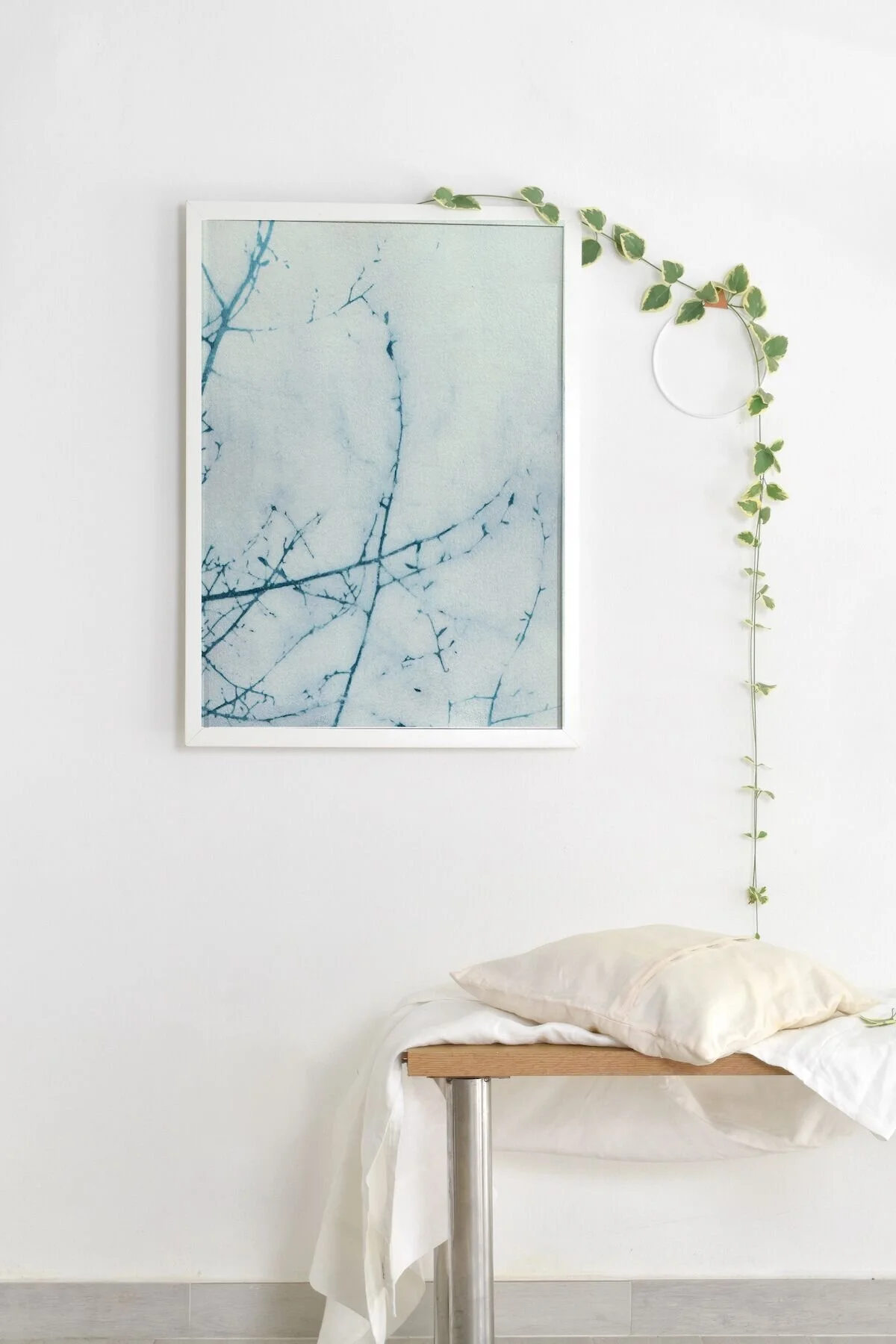 Botanical Cyanotype Giclée Print 'Trace Lines' by Krista McCurdy
